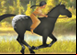 Cheval